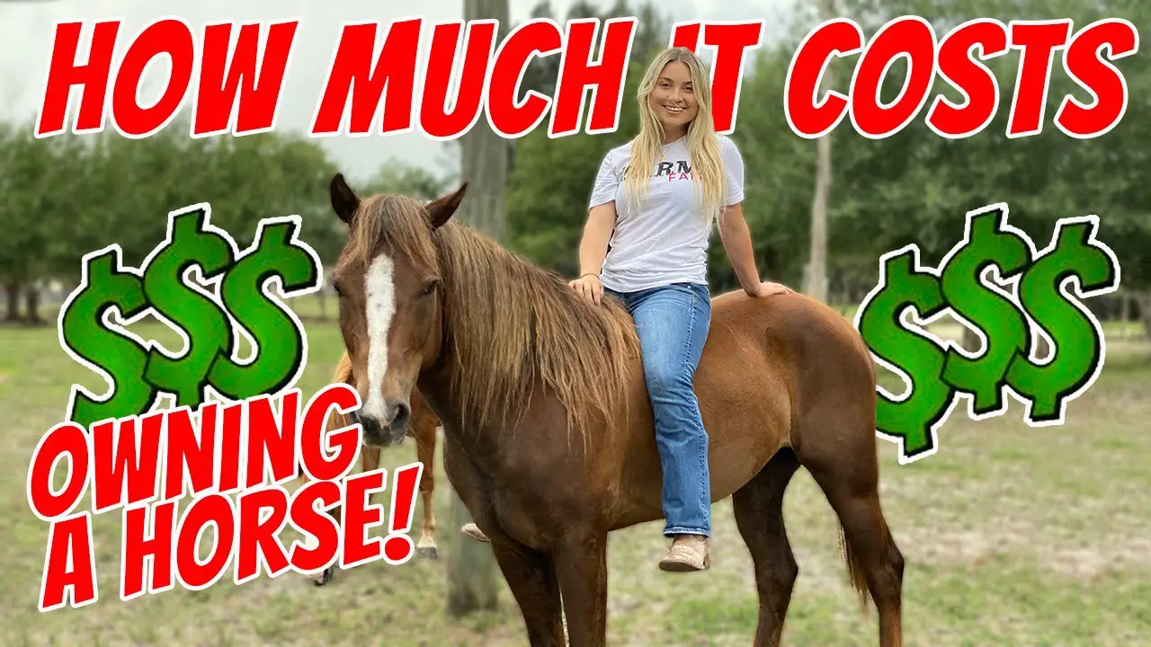 how-much-does-a-show-horse-cost-find-out-now