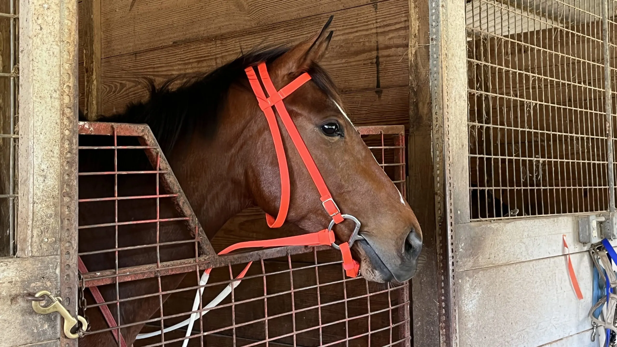 find-out-how-much-you-need-to-spend-to-rent-a-horse-stall