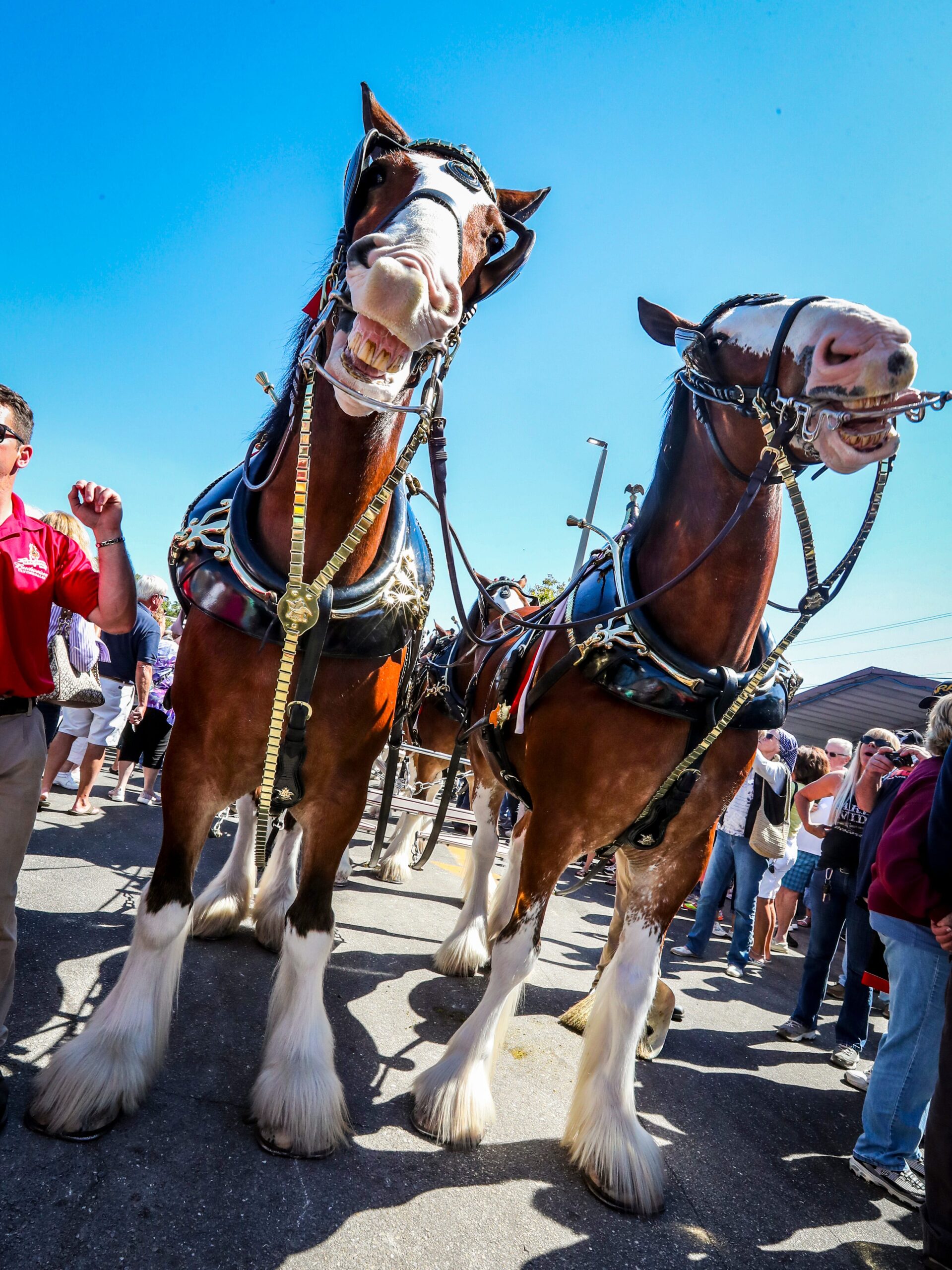 How Much Does a Budweiser Horse Cost? Find Out Now!