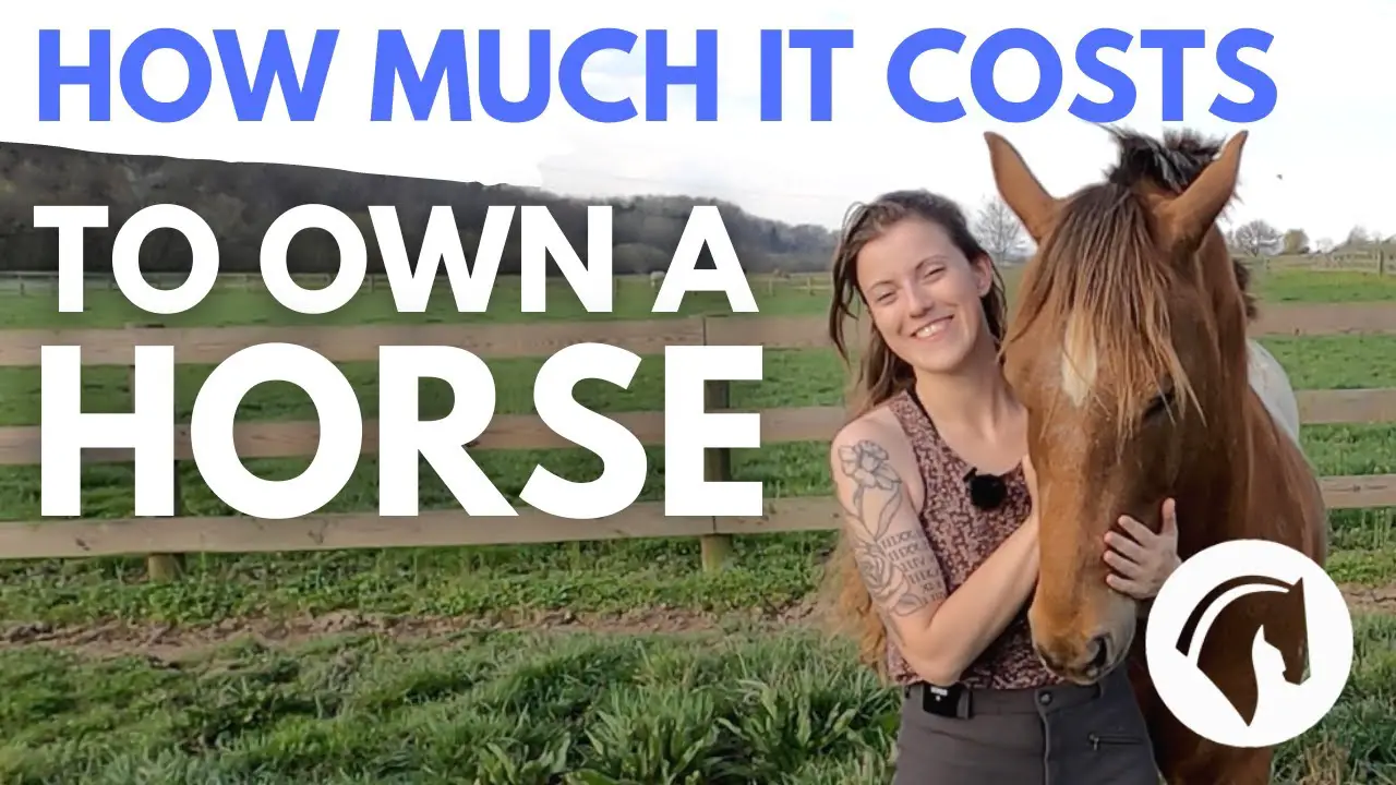 How Much Money Do Horses Cost? Find Out Now!