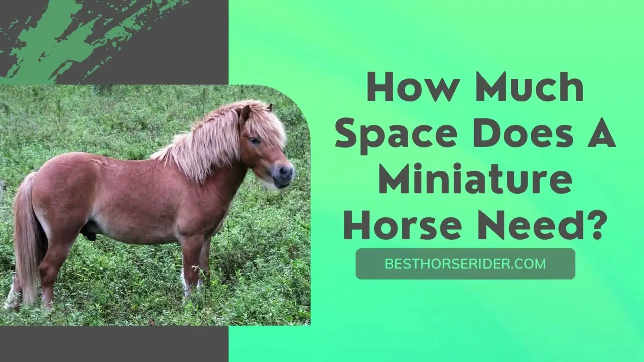 How Much Space Does A Small Pony Need