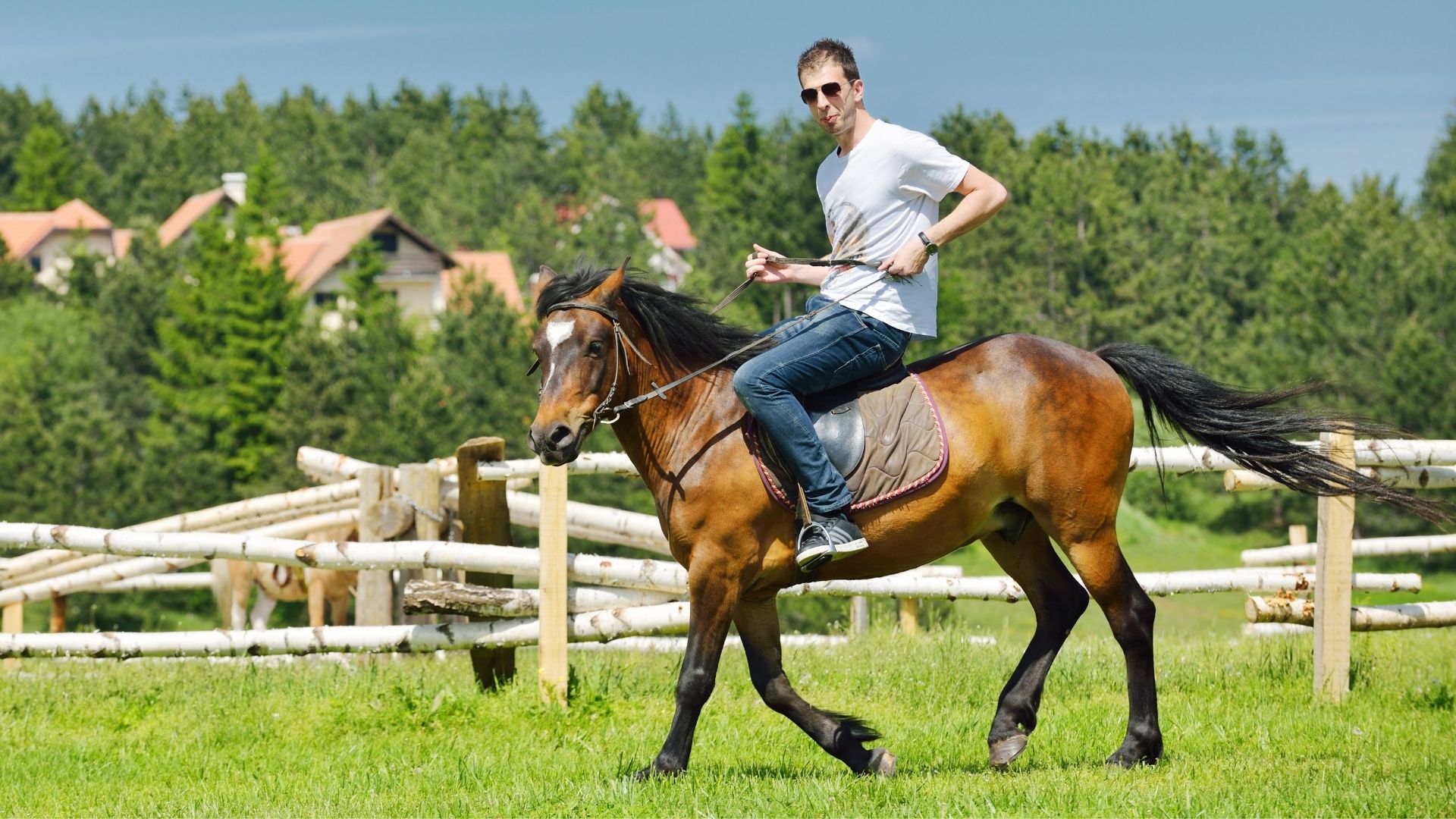 unlock-the-secret-how-much-weight-can-a-horse-carry