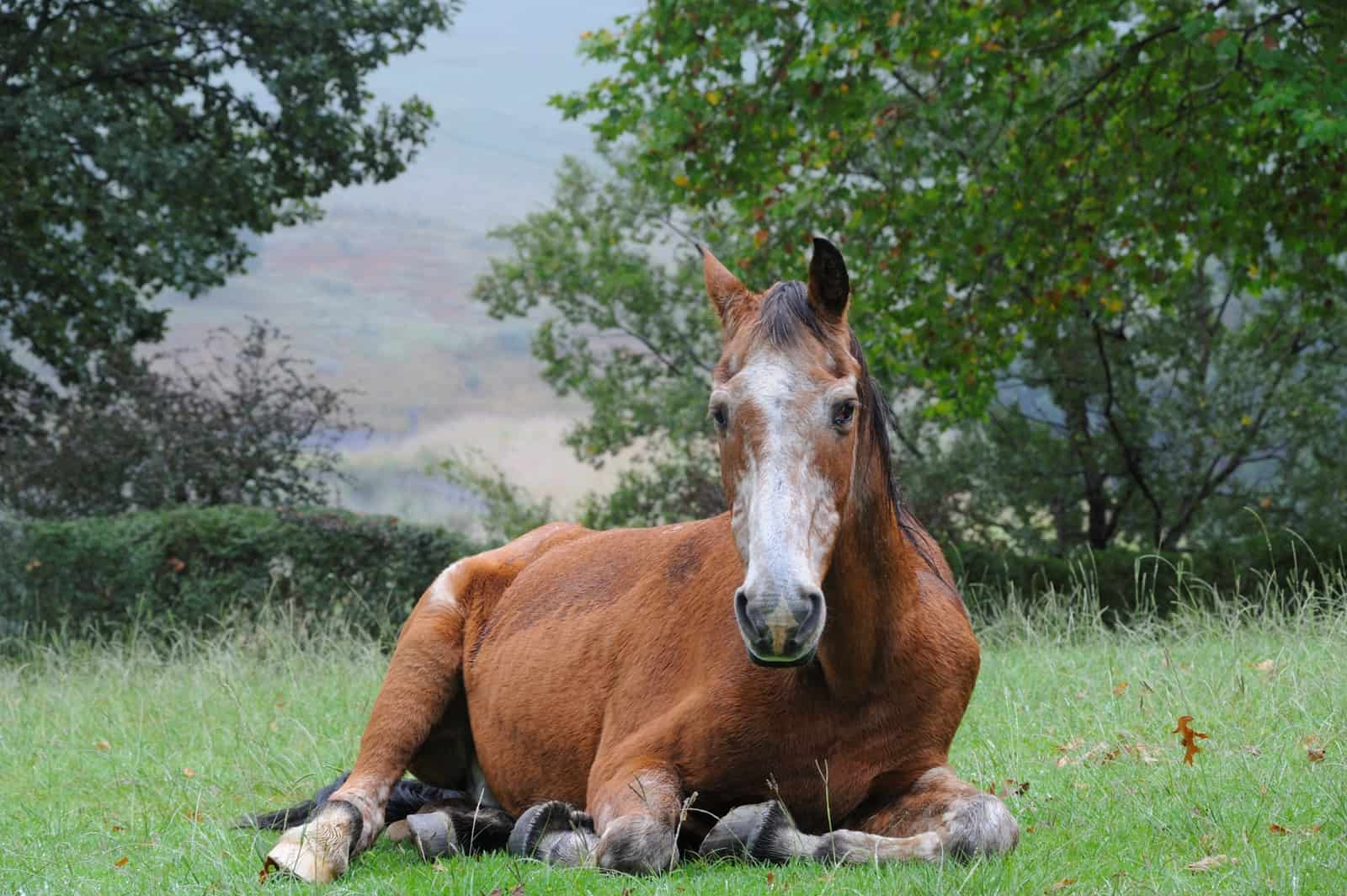 Discover the Signs of Aging in Senior Horses: Know When It’s Time to Say Goodbye