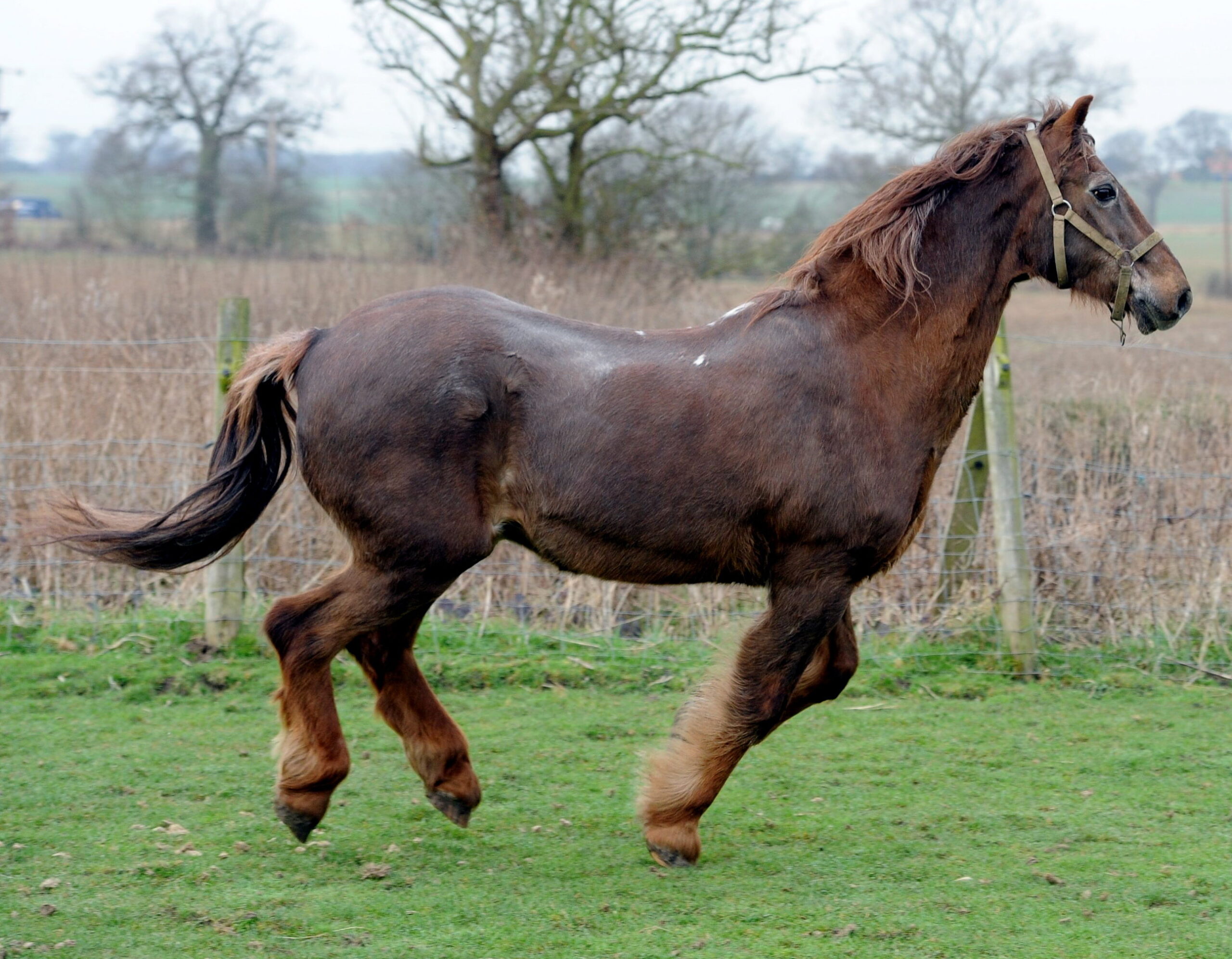 RecordBreaking Ages Discover the Oldest Horse in History Horse Care