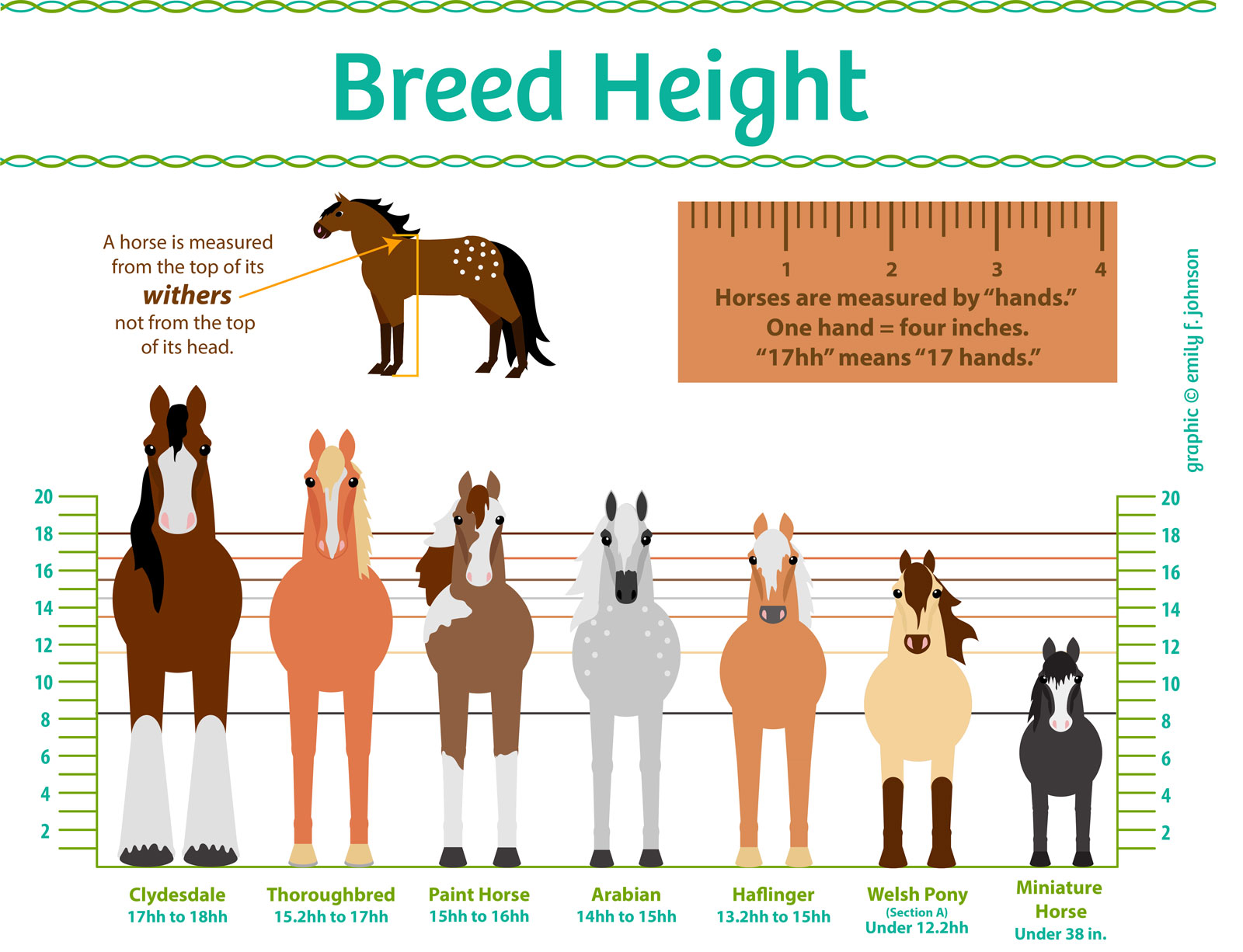 Uncovering The Mystery Of How Tall A Stallion Horse Can Grow uncovering-the-mystery-of-how-tall-a-stallion-horse-can-grow
