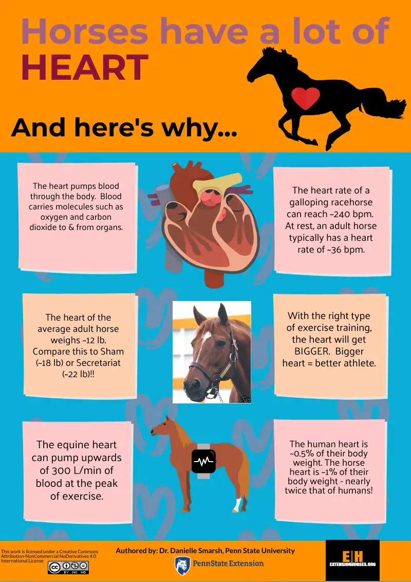 How To Achieve “Healthy As A Horse”