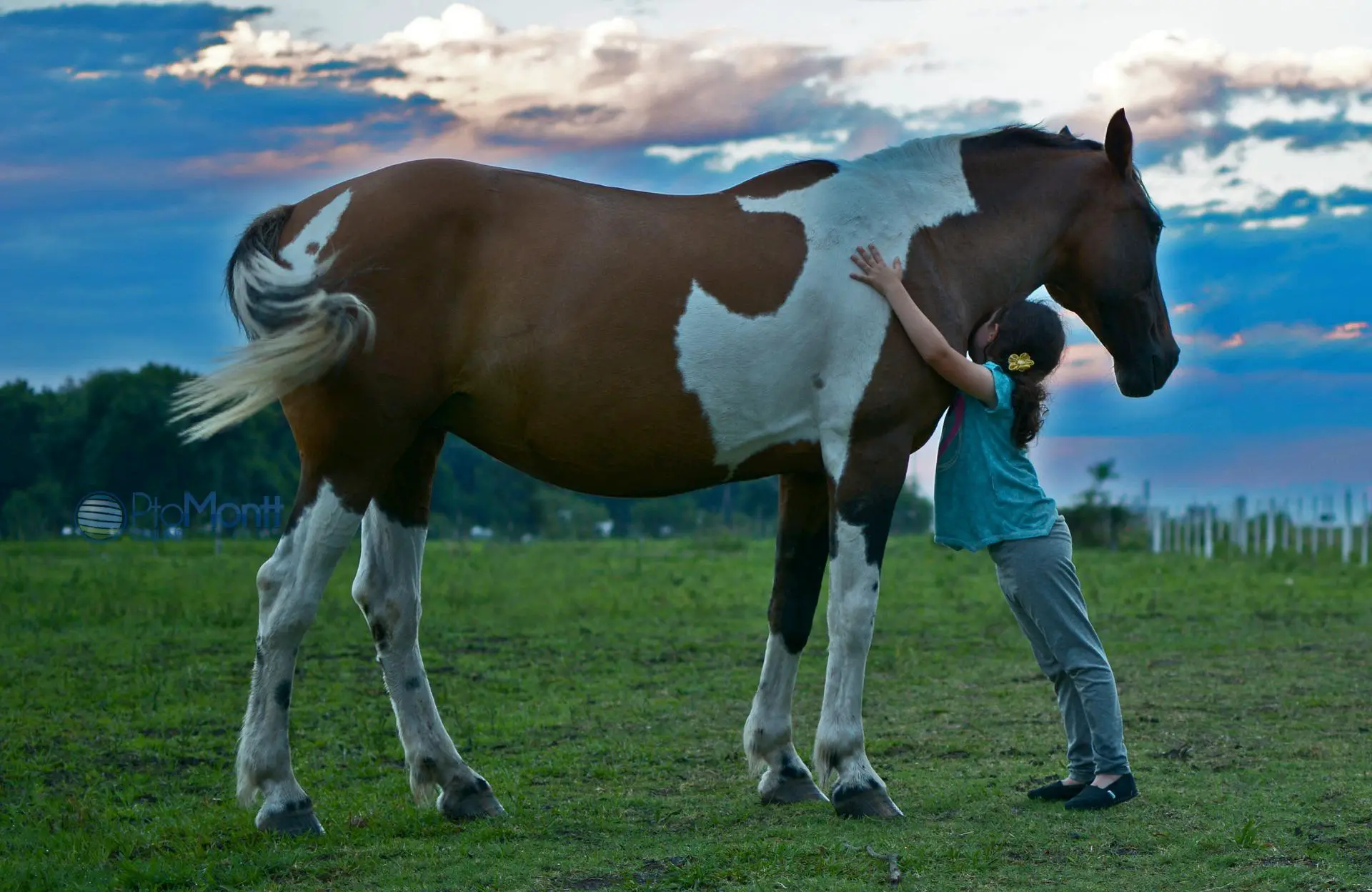 Adopt the Horse of Your Dreams: A Step-by-Step Guide