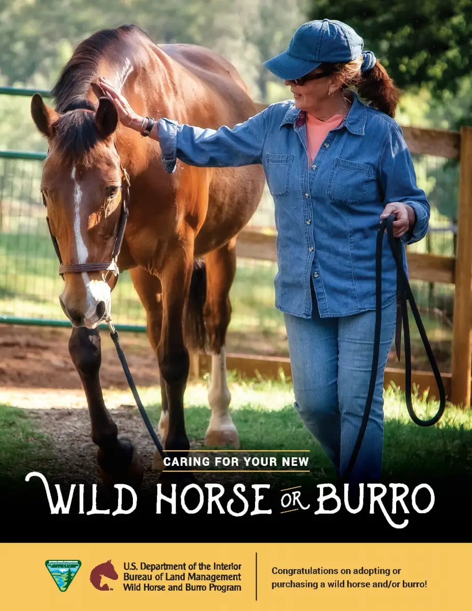 A Guide to Adopting a Wild Horse: Everything You Need to Know!