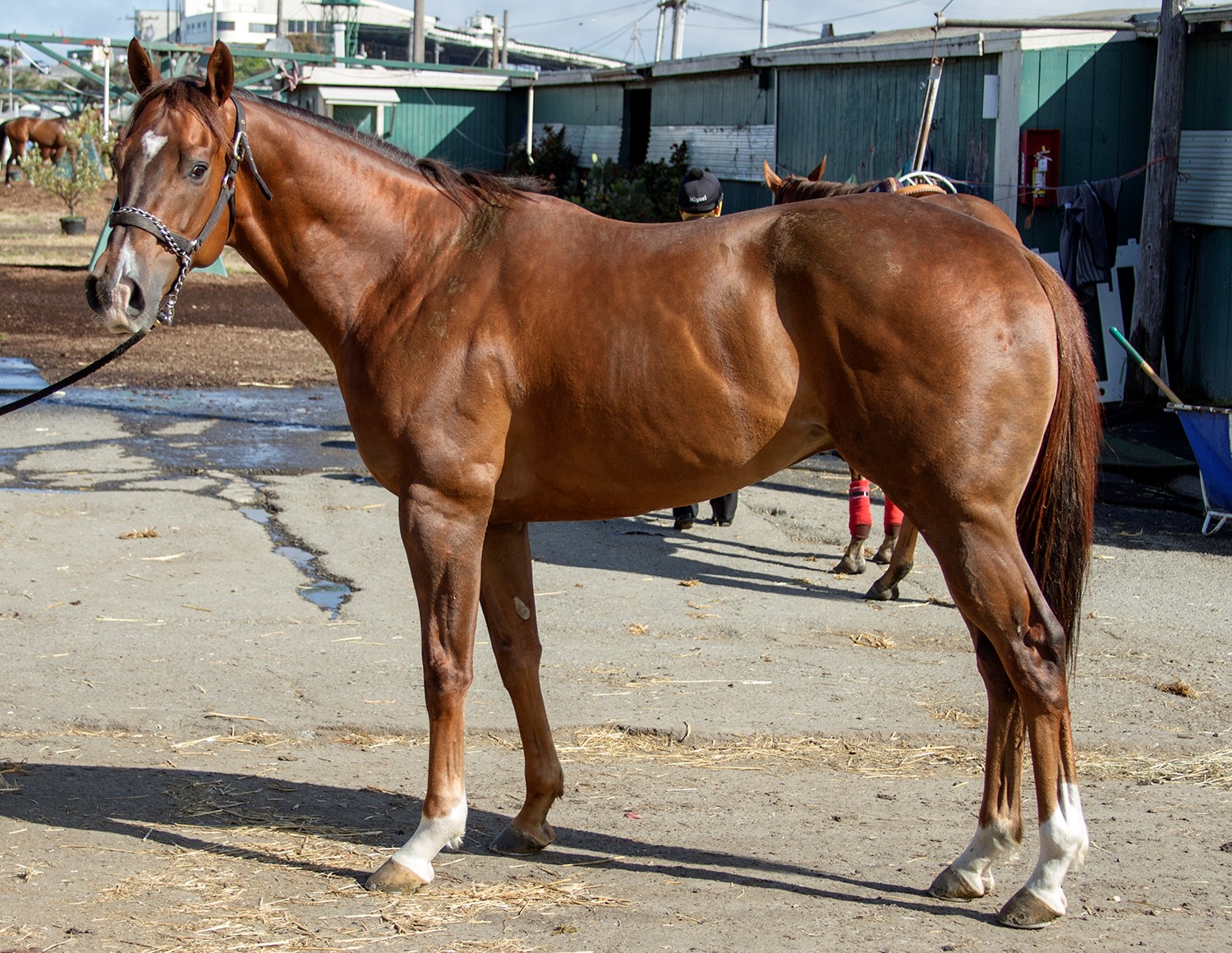 What is an OTTB Horse? Discover the Amazing Benefits of Retraining and 