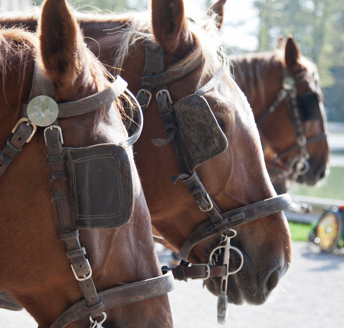 How To Fit A Horse With Blinders