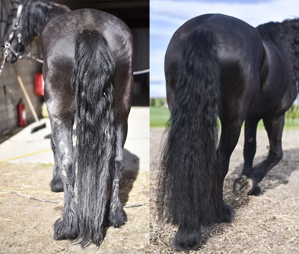 How to Grow Your Horse's Mane Tips and Tricks for a Long, Luscious Mane!