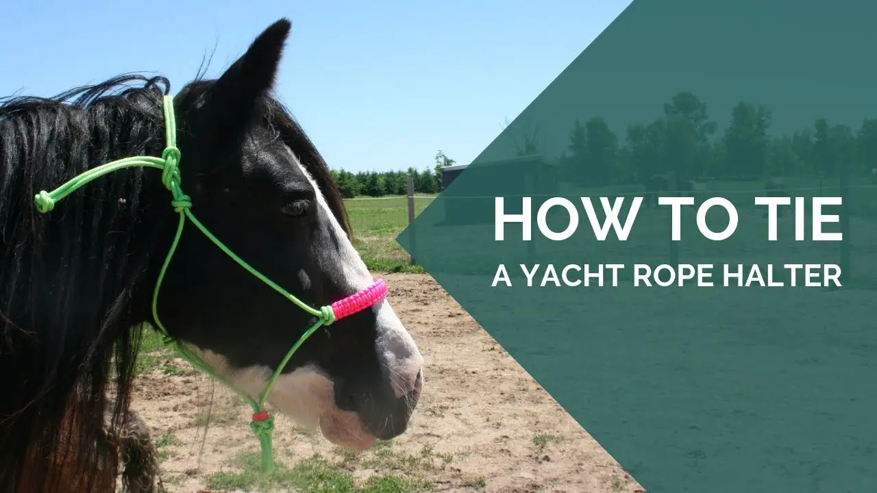 how-to-make-a-horse-halter-step-by-step-guide-to-crafting-the-perfect