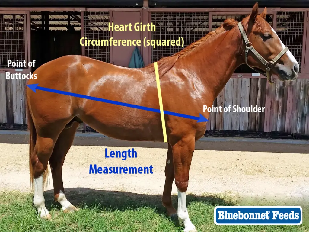 Accurate horse height weight measurement techniques horse care advisor