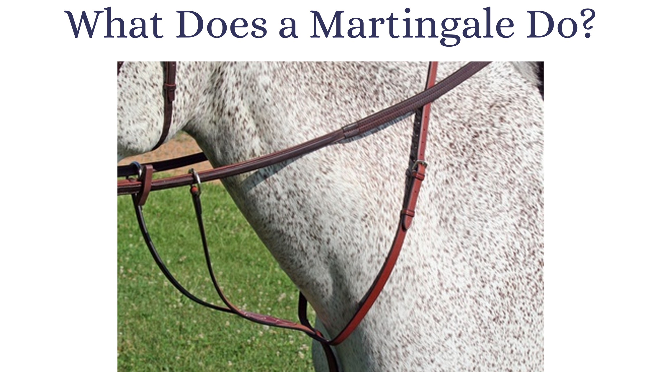 How To Put A Martingale On A Horse