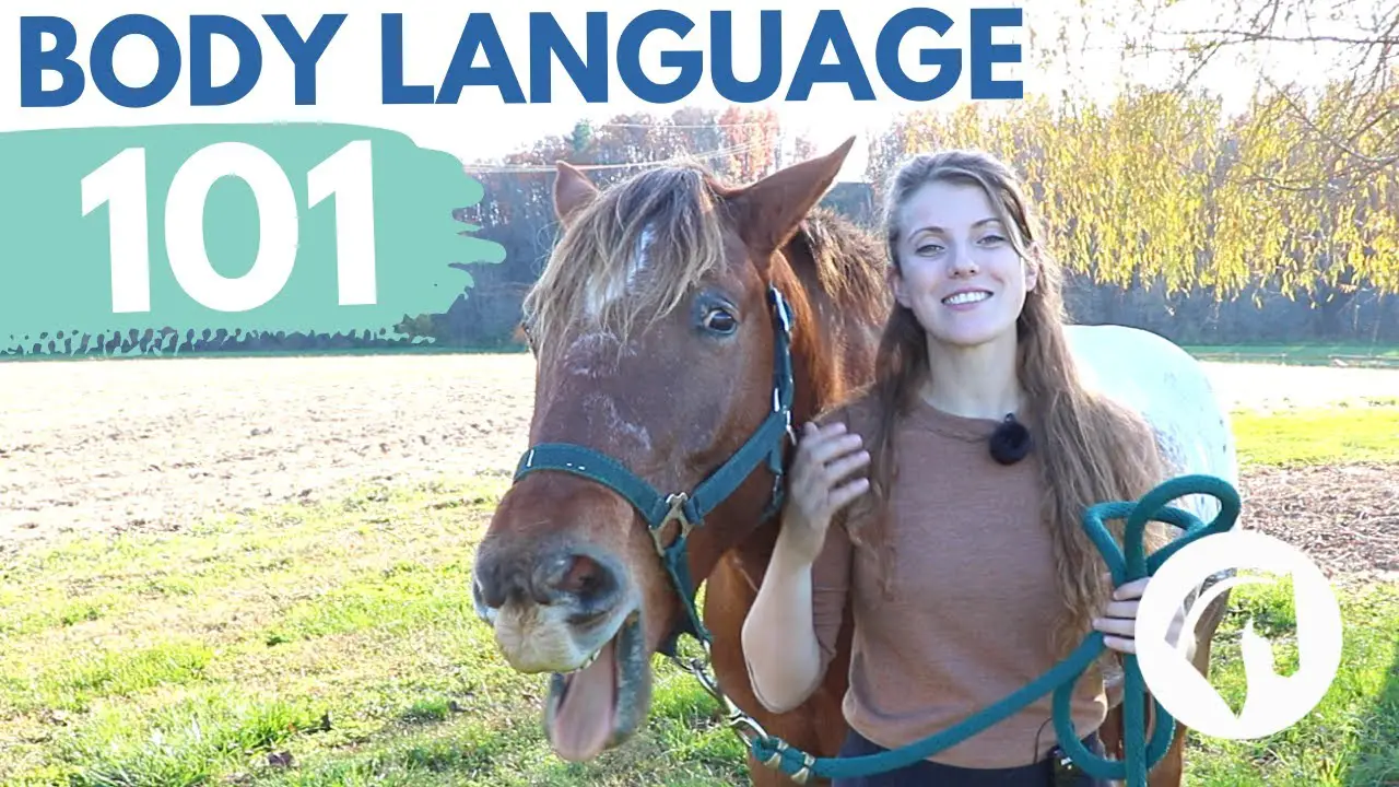 How To Read A Horse: Understanding Equine Behavior & Body Language