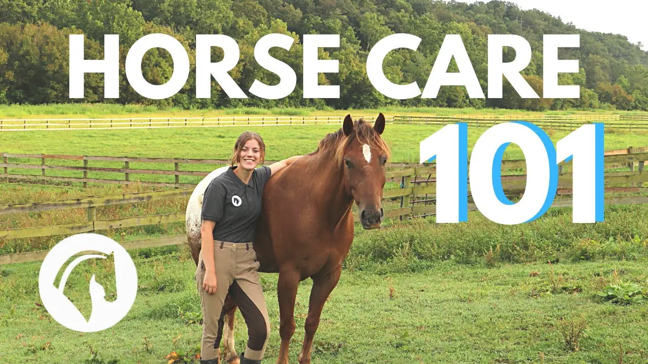 Essential Horse Care Tips | Complete Guide By Horse Care Advisor