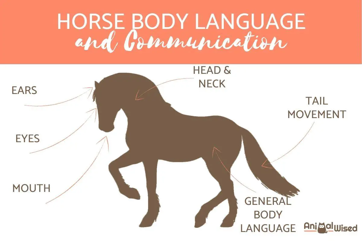 Interpreting Horse Behavior