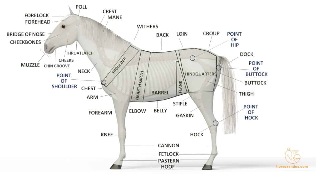 Location Of Muzzle On A Horse
