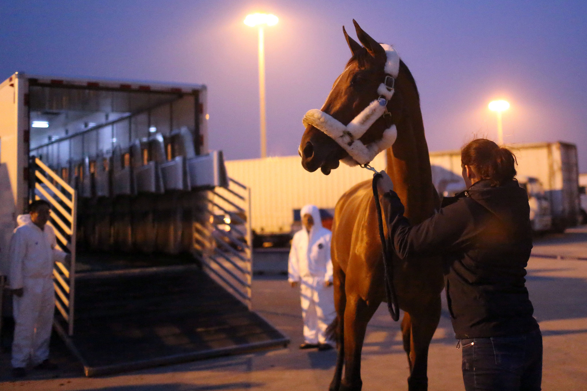 how far could a medieval horse travel in a day