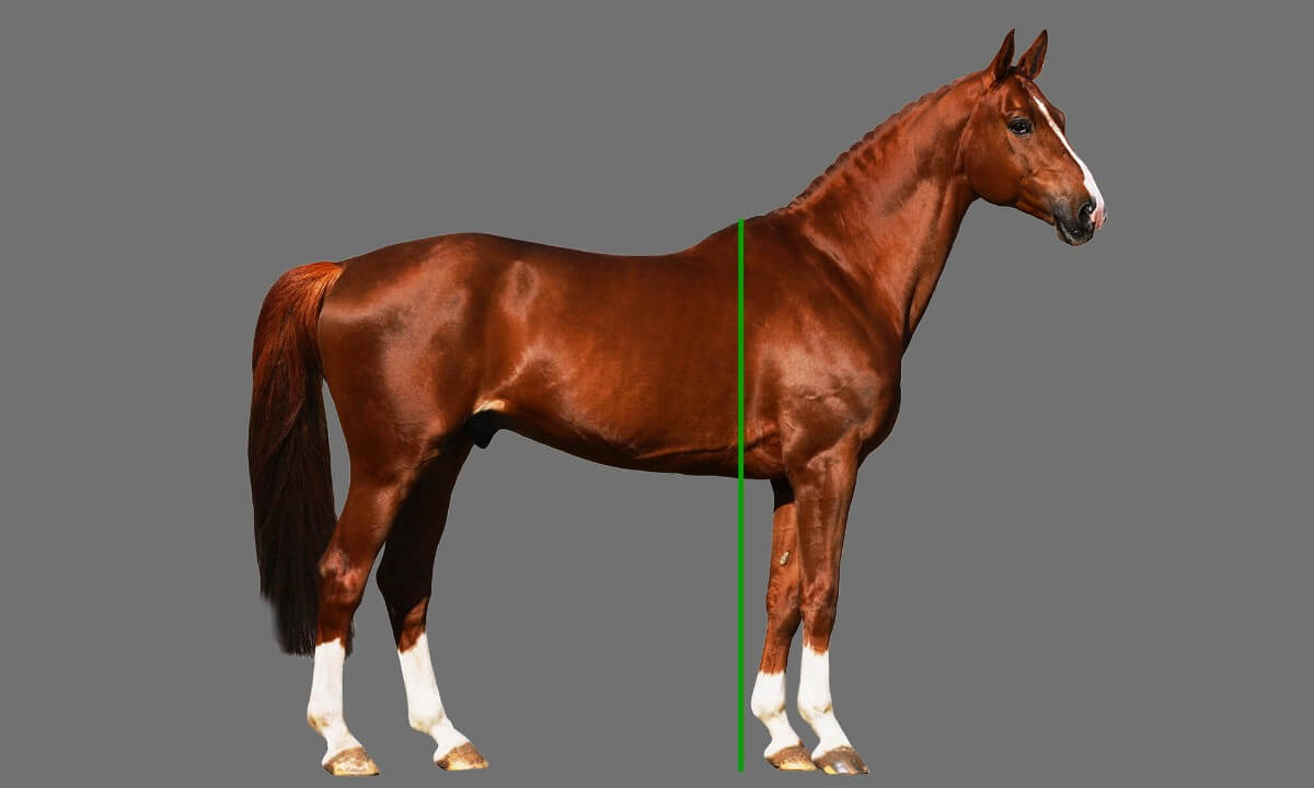 Accurate Horse Height & Weight Measurement Techniques Horse Care Advisor