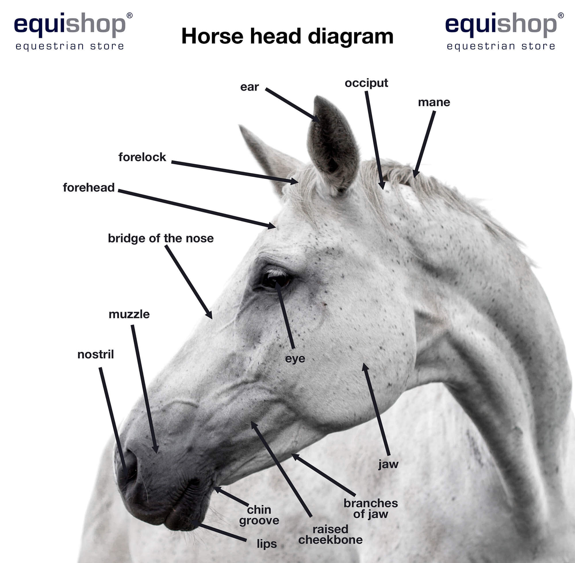 Measuring The Horse'S Head