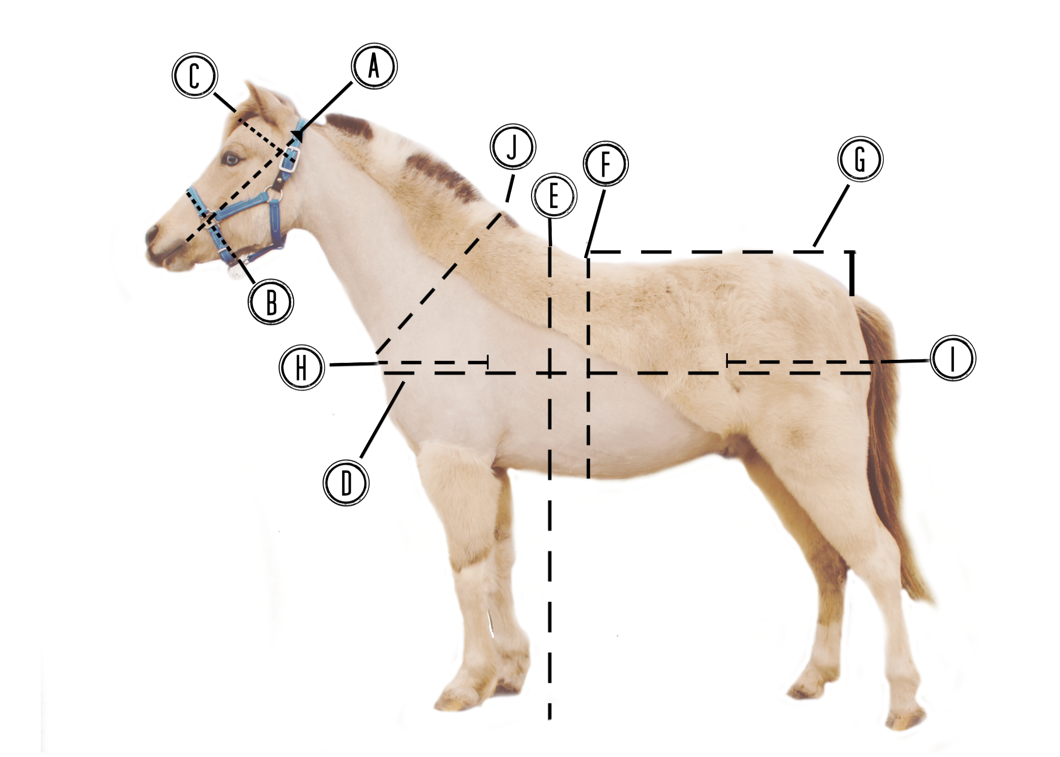 Measuring The Horse'S Neck