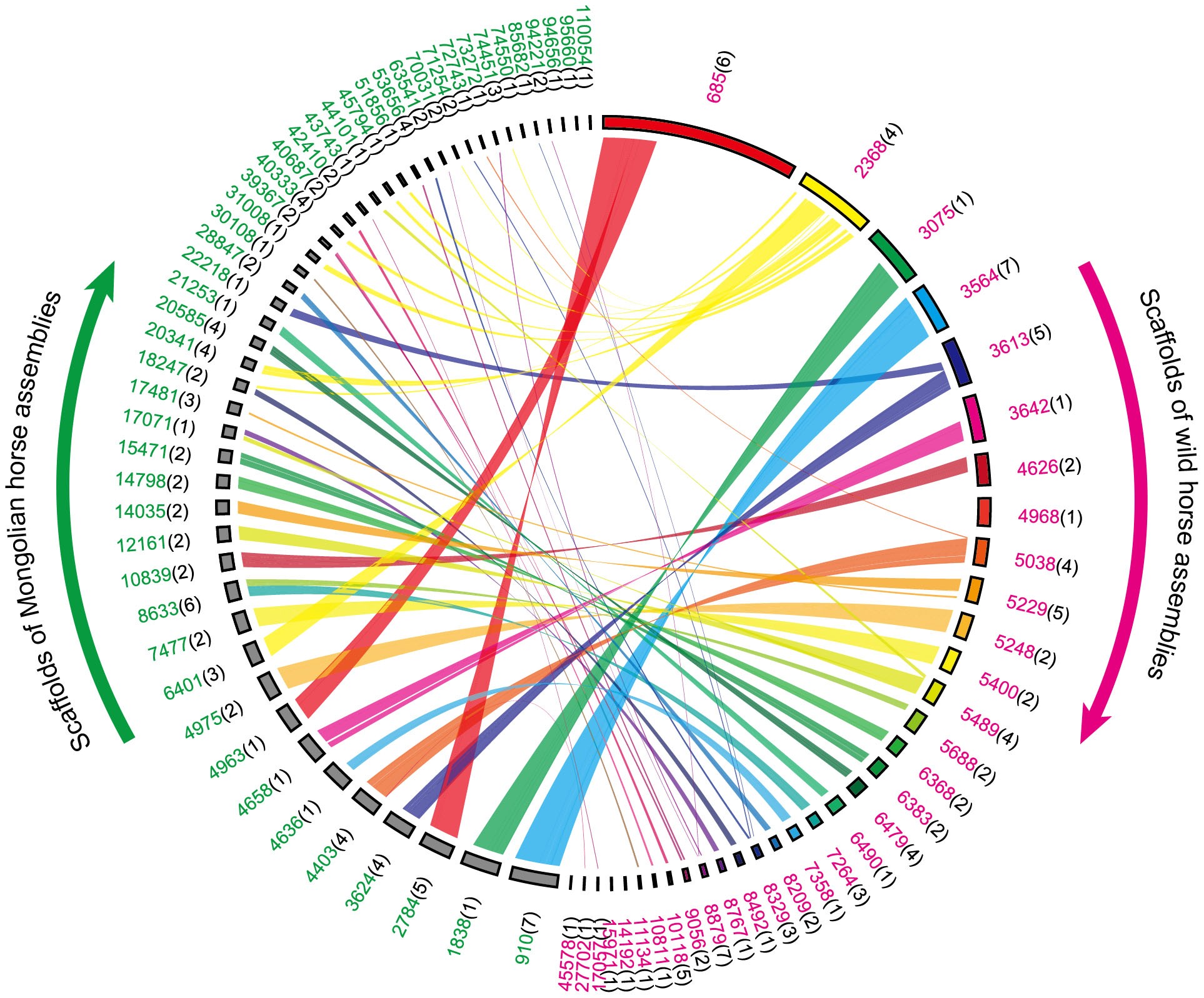 Discover How Many Chromosomes Horses Have!