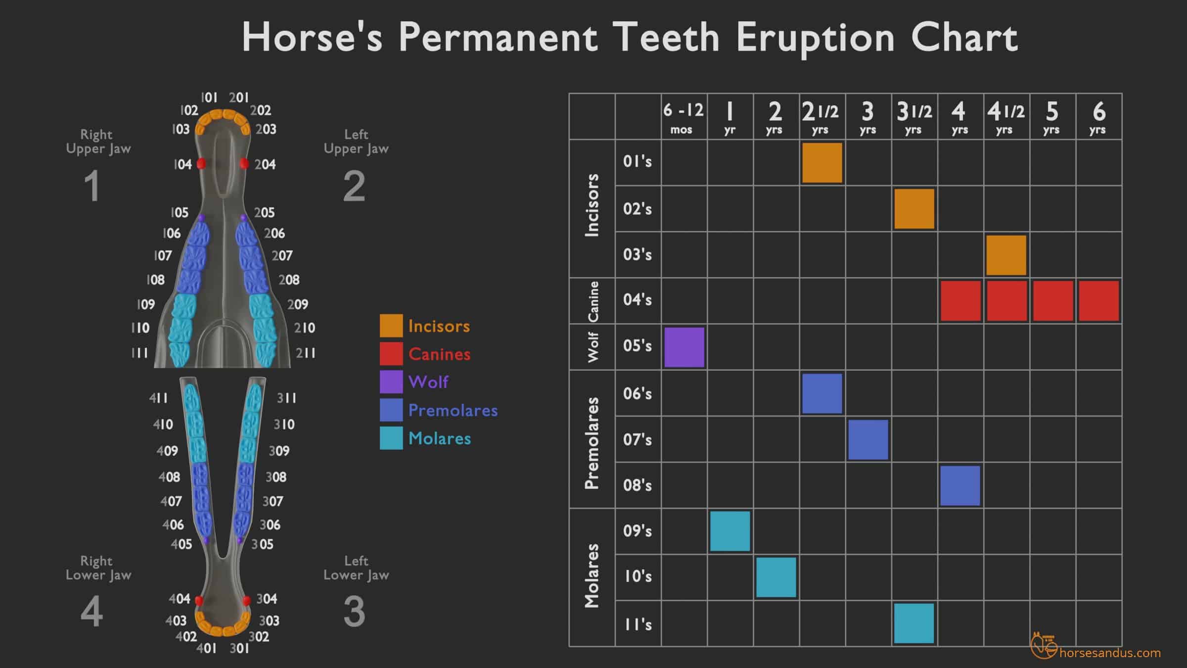 How Many Teeth Do Horses Have? A Complete Equine Dentistry Guide