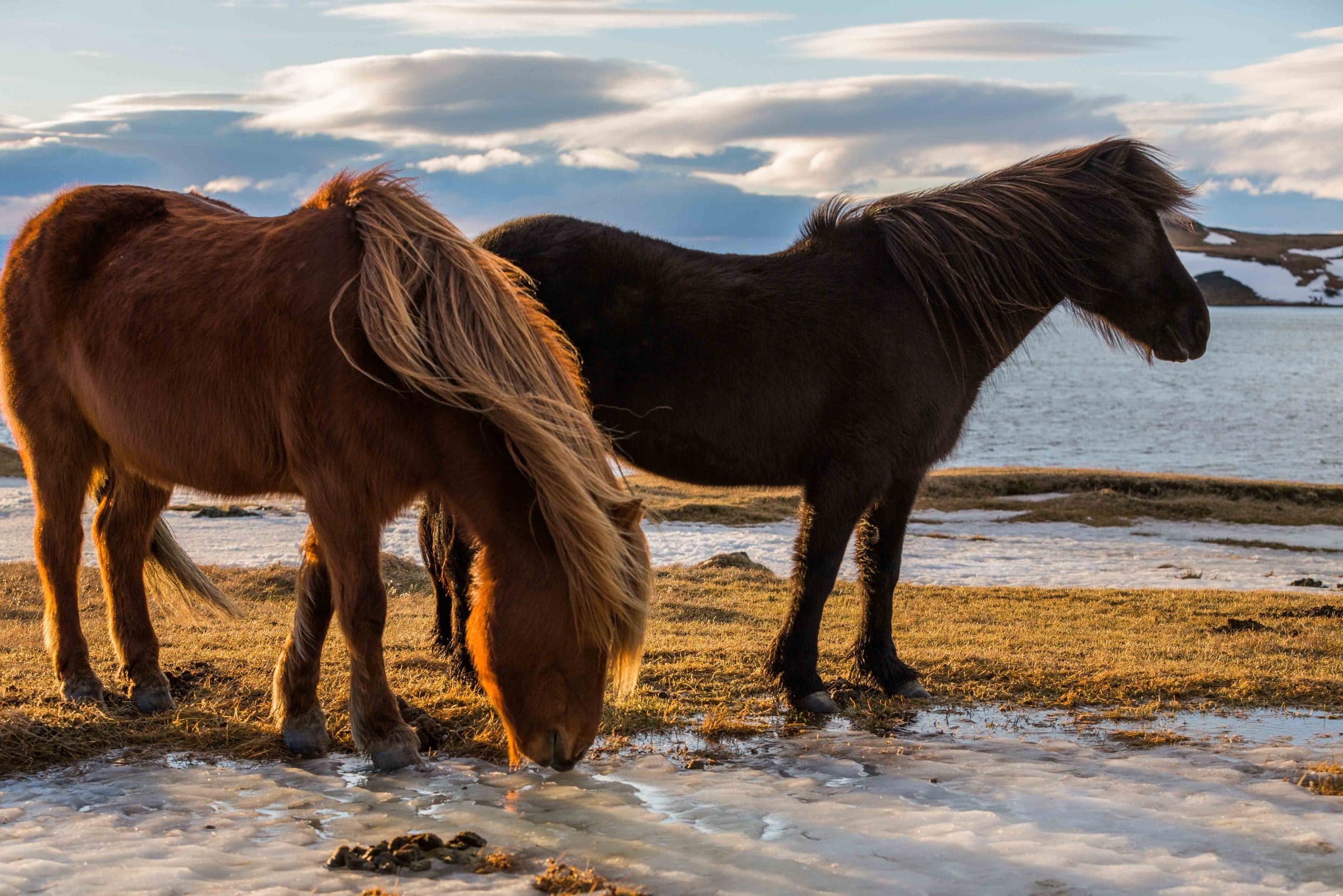 Origins Of Horses In Viking Culture