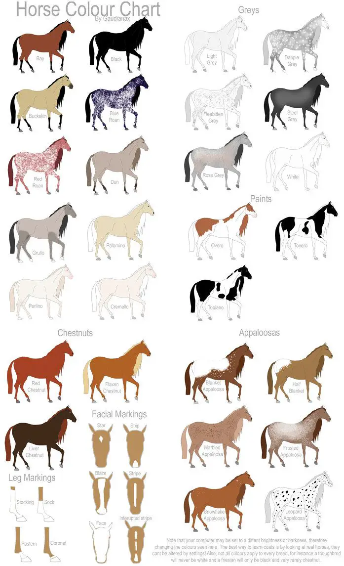 Patterned Color Ideas For Bay Horses