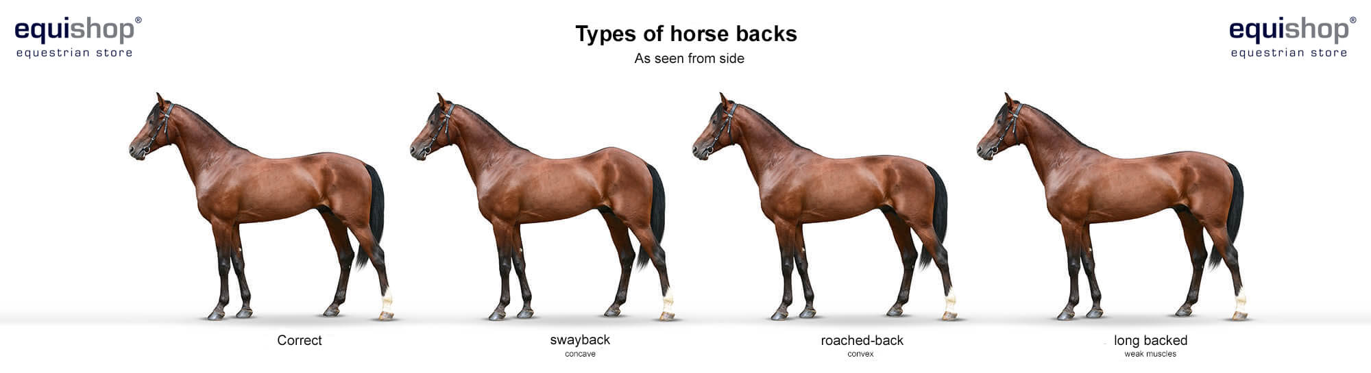 Physical Changes In A Horse