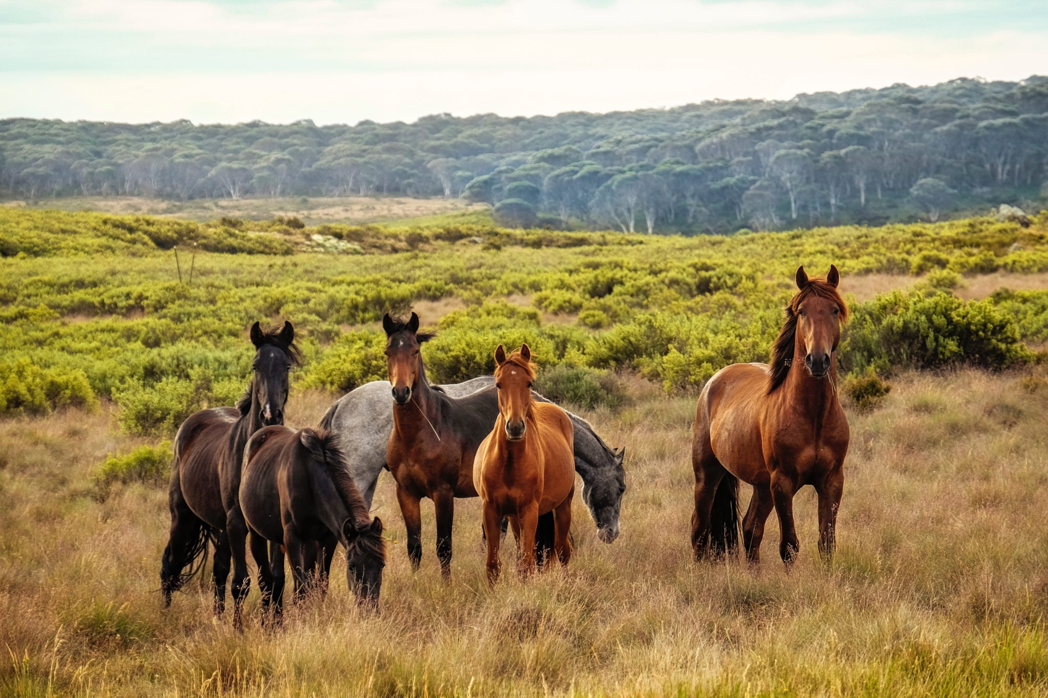 Physical Characteristics Of Brumby Horses