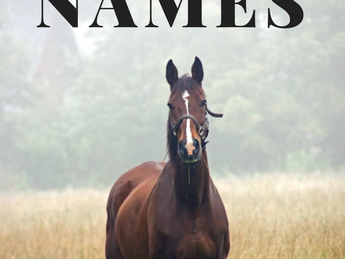 what-is-a-young-female-horse-called-discover-the-answer-here