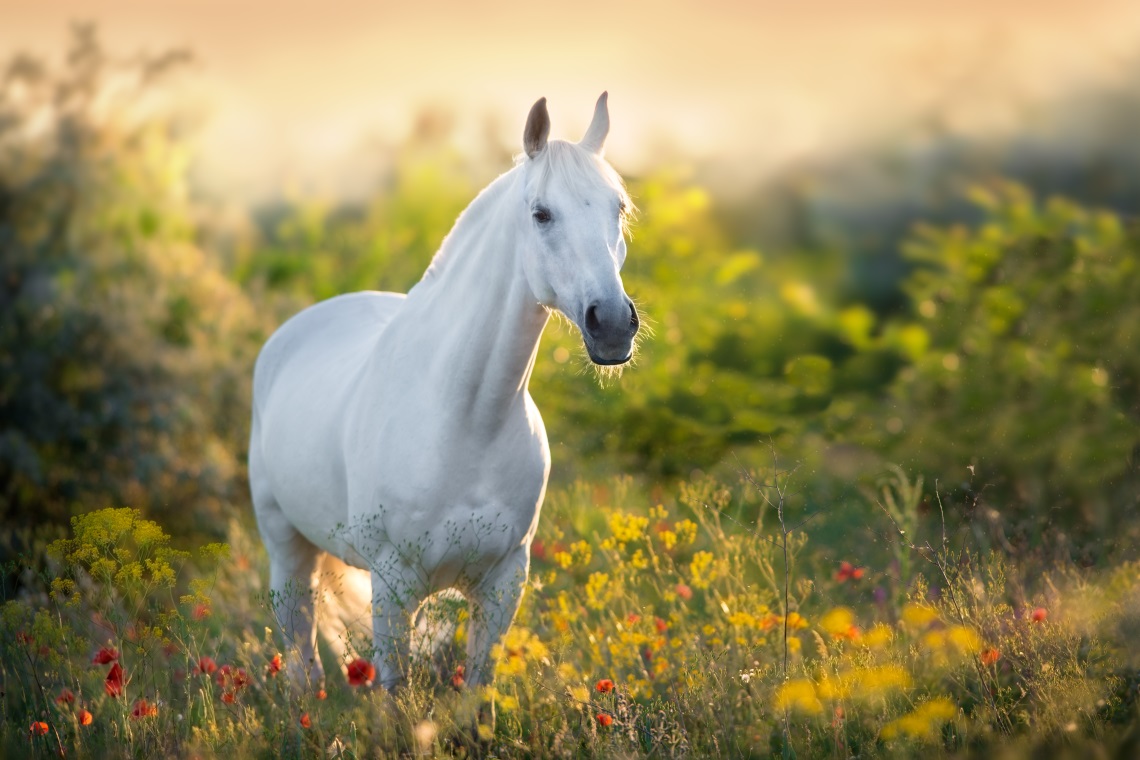 Potential Downsides Of Blinding Horses