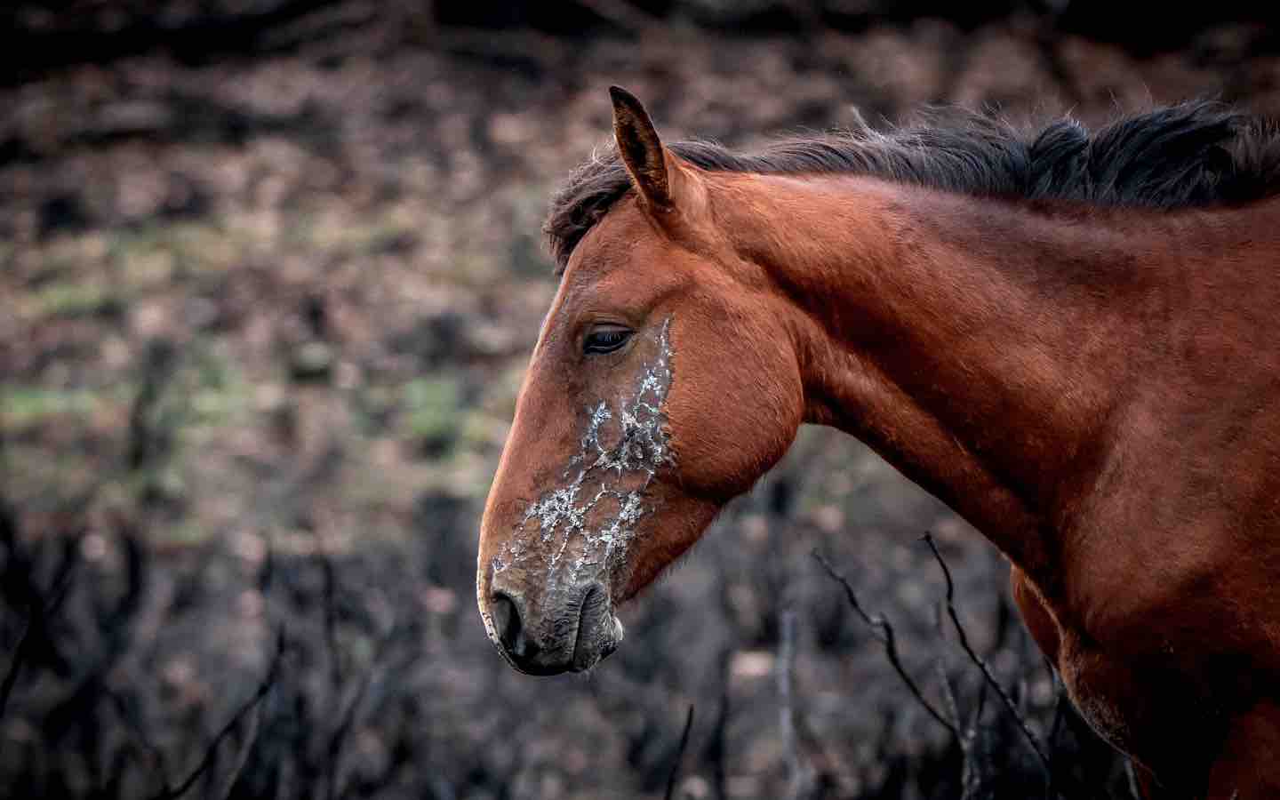 Potential Health Issues Of Brumby Horses