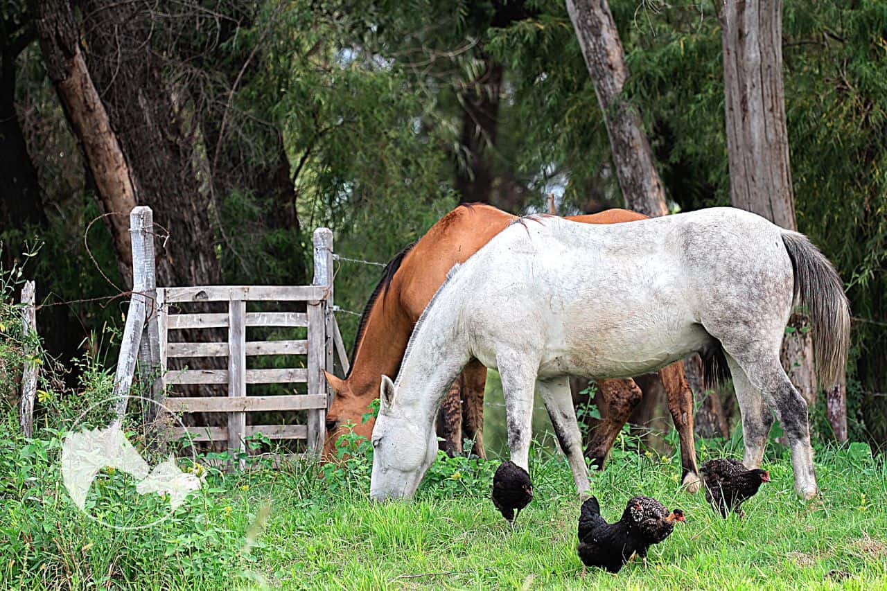 Potential Health Risks Of Horse Eating Chicks