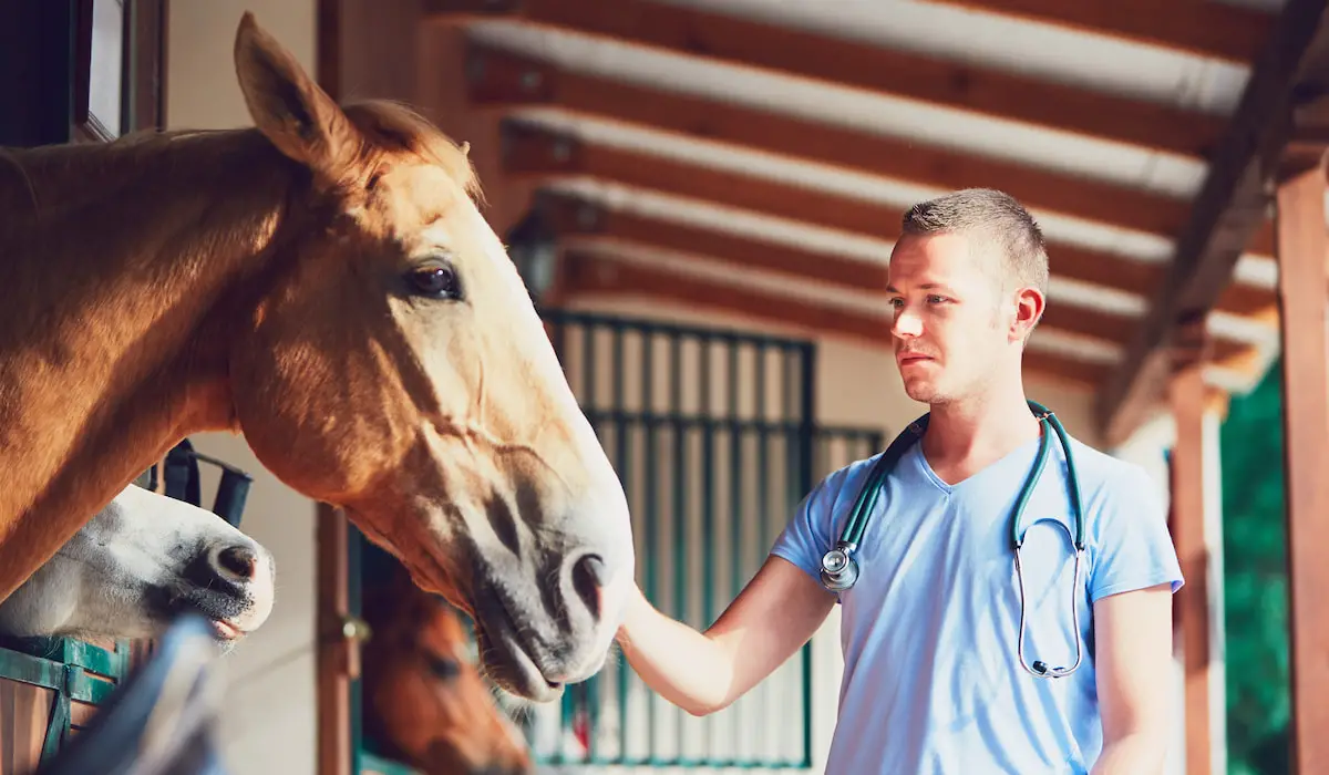 Practical Considerations For Administering Beer To Horses