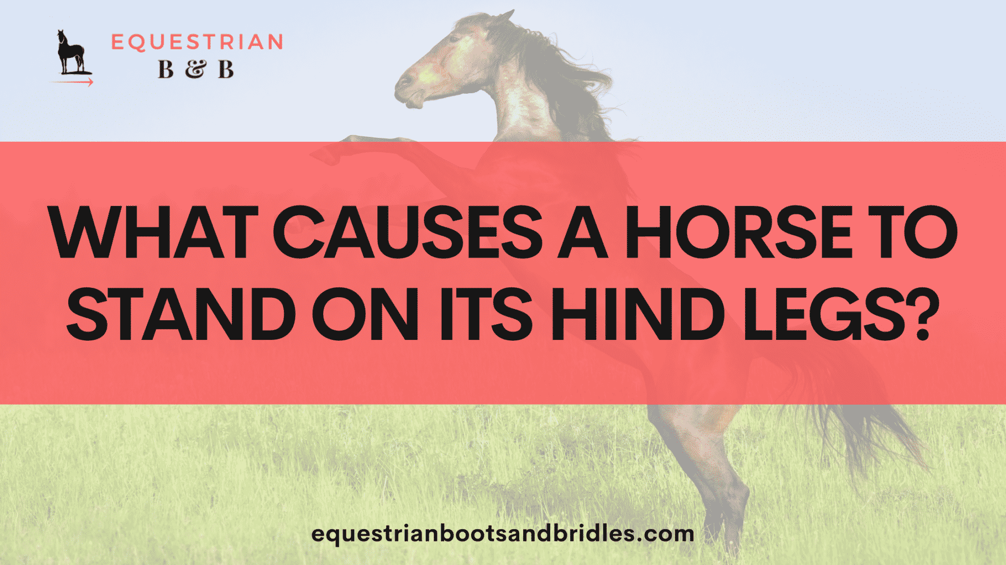 Reasons A Horse May Stand On Its Hind Legs