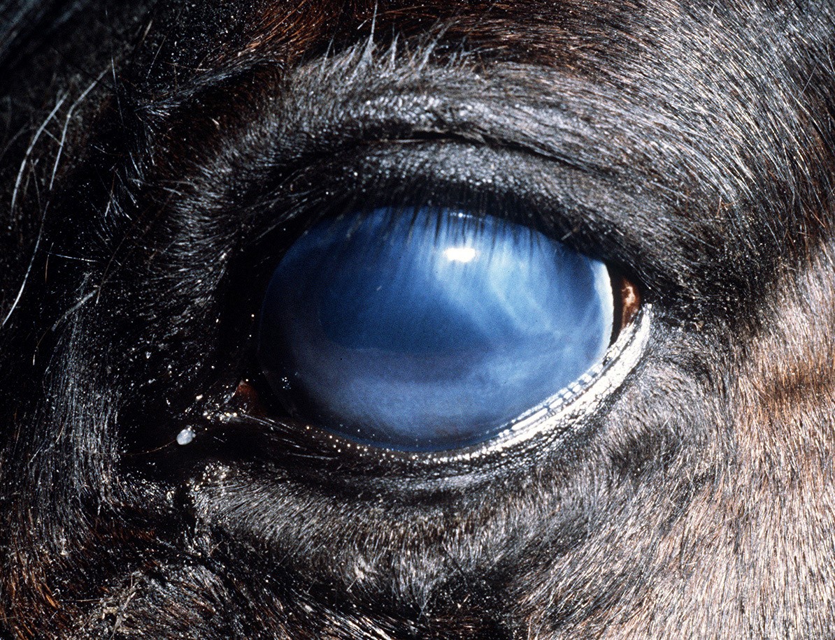 Reasons For Blinding Horses