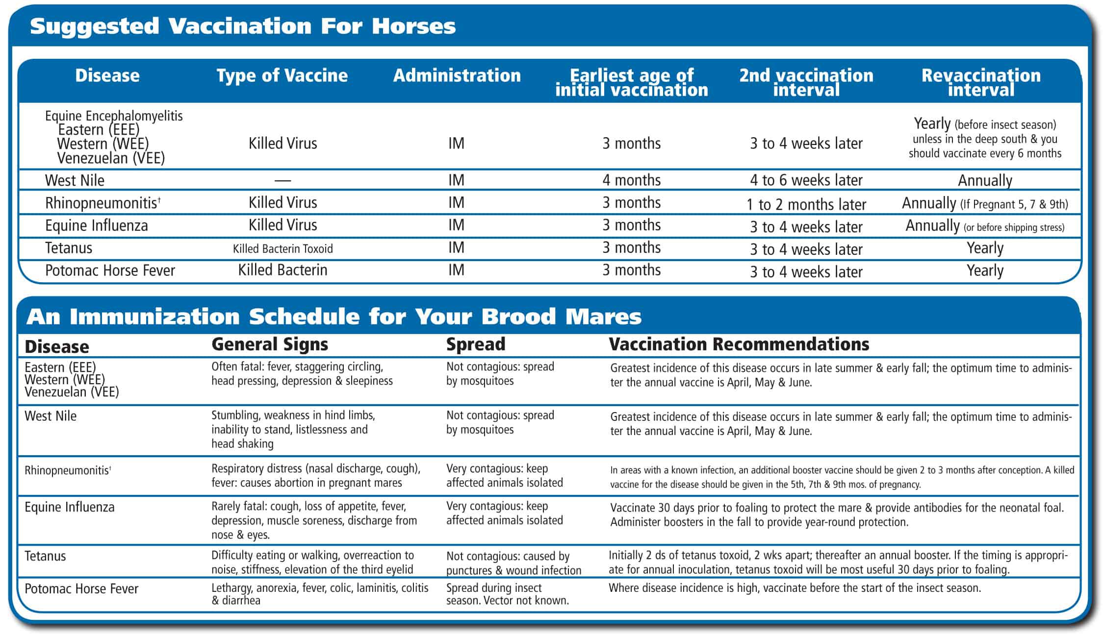 What Vaccines Do Horses Need? Learn the Essential Vaccines for Your