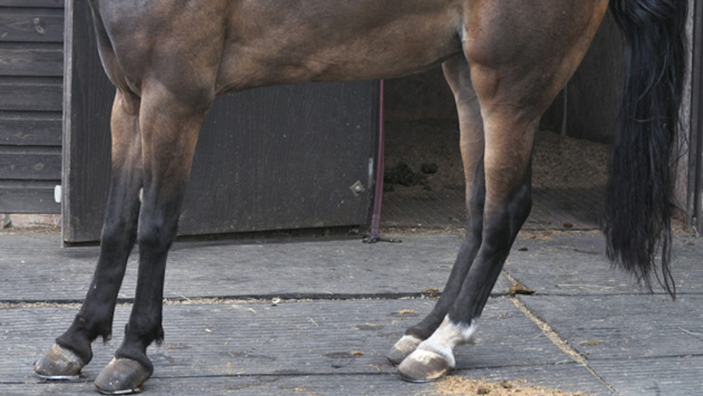 Risk Factors Associated With Horses Standing On Their Hind Legs