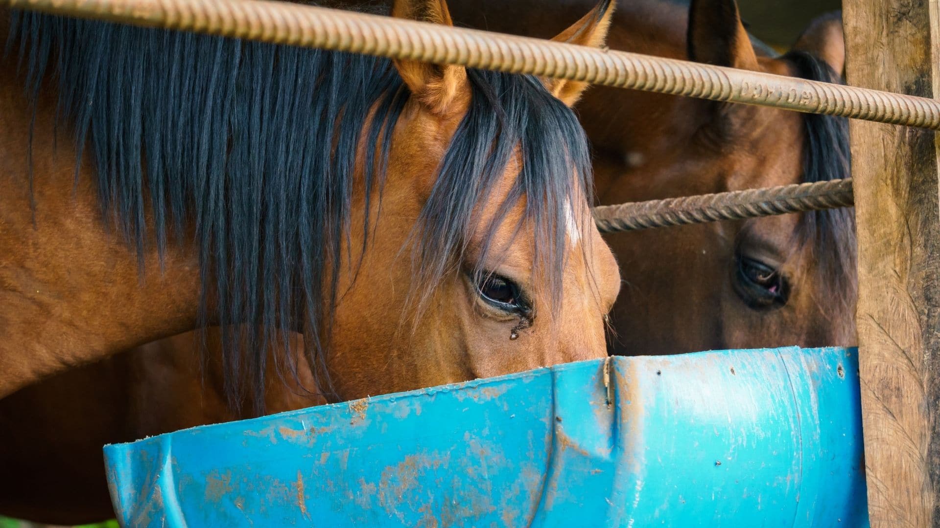 Risks Of Giving Horses Beer