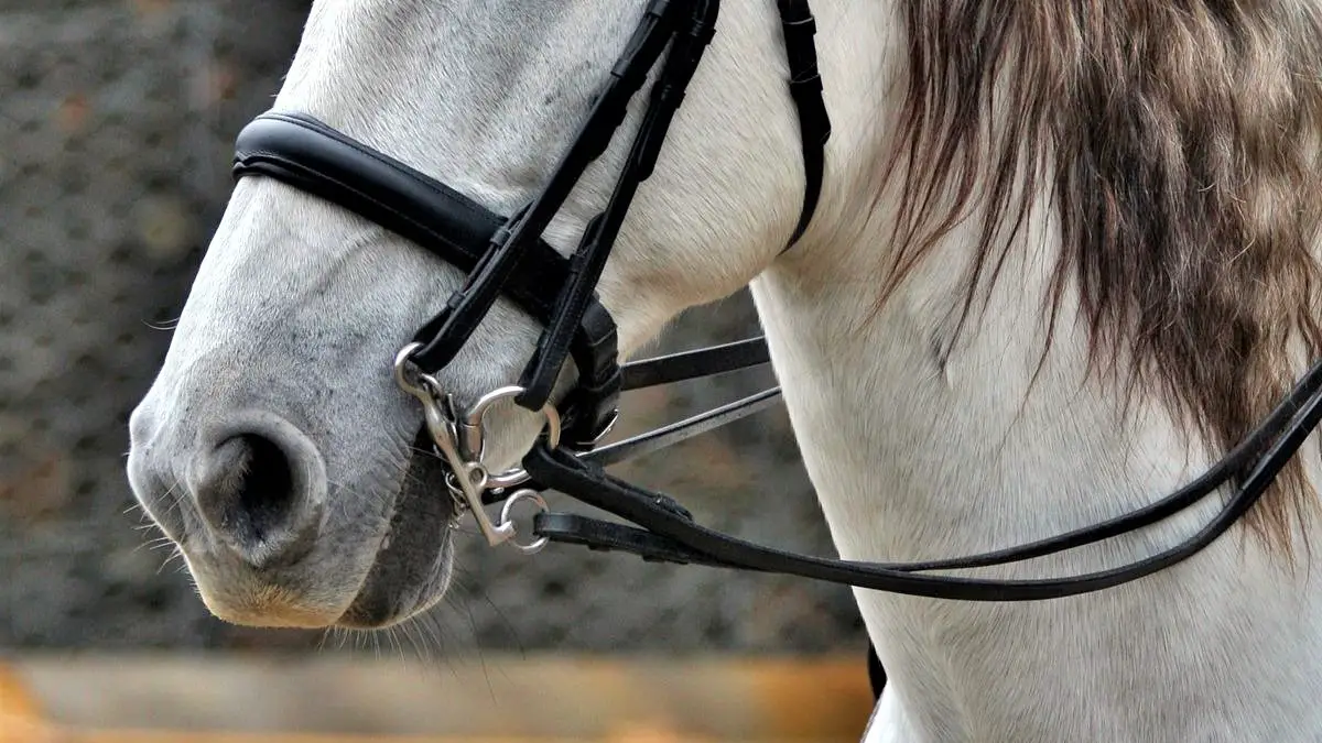 Step-by-Step Guide On Bridling A Horse | Horse Care Advisor