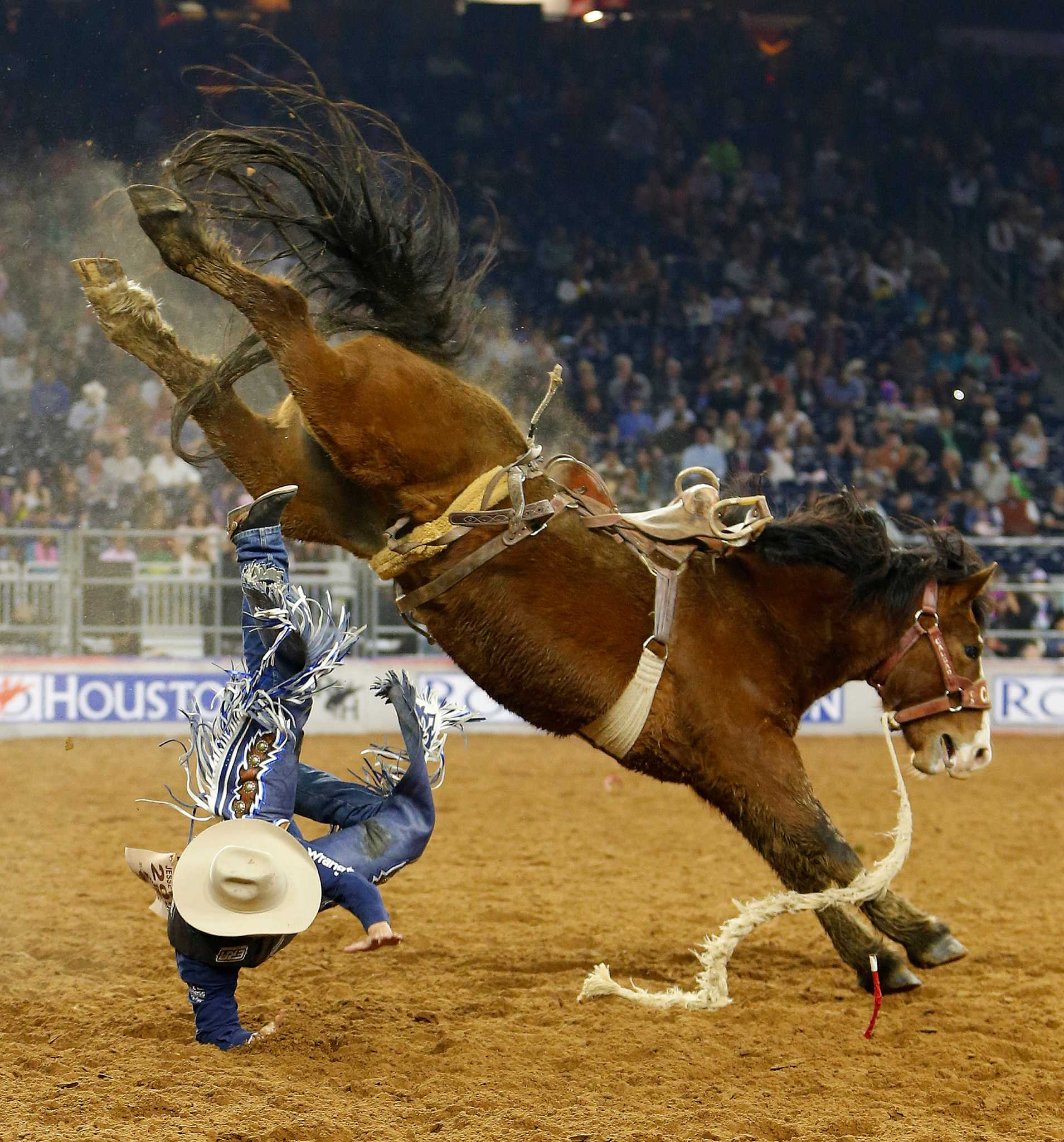 Showing A Bronco Horse