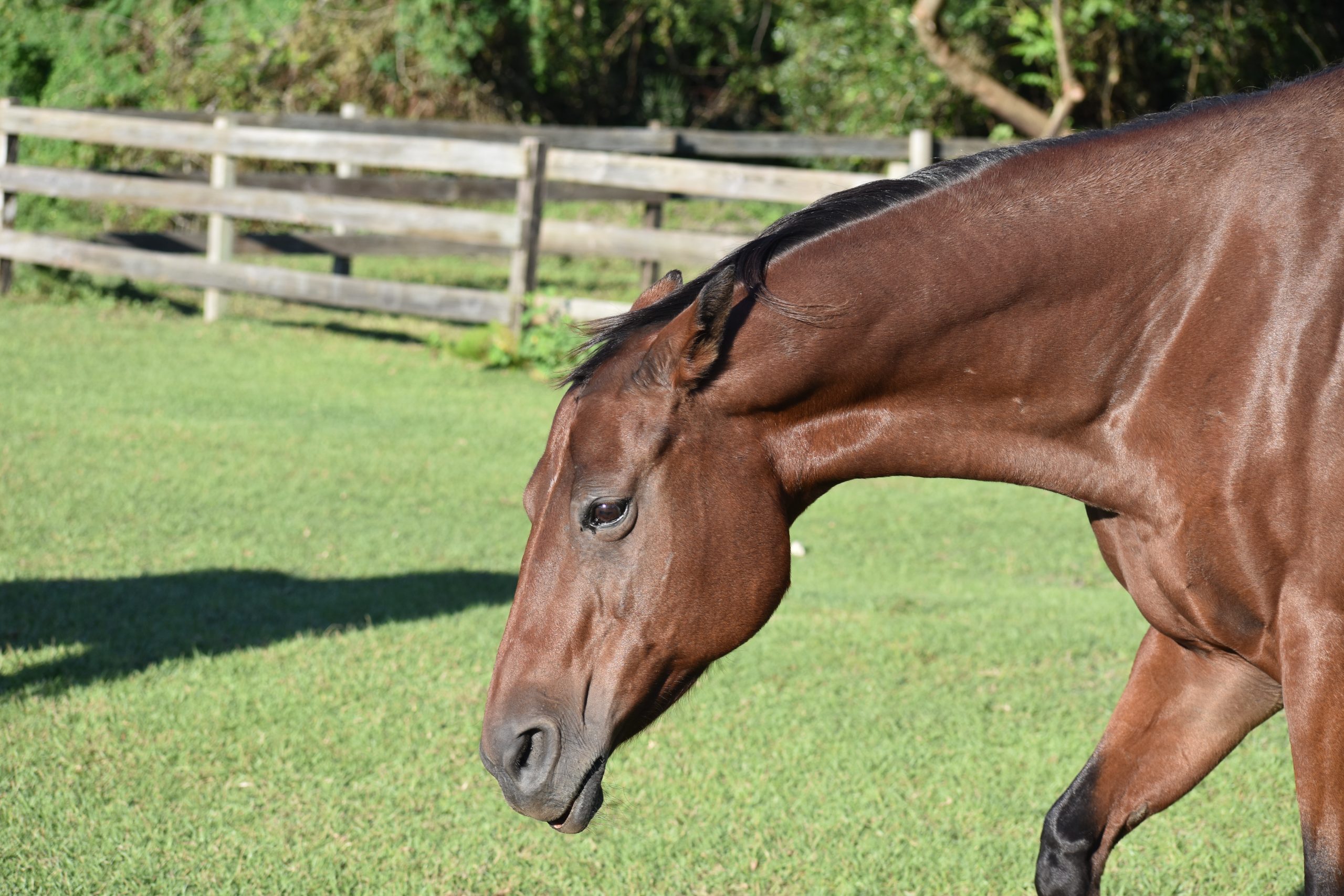 Signs Of A Cold Backed Horse