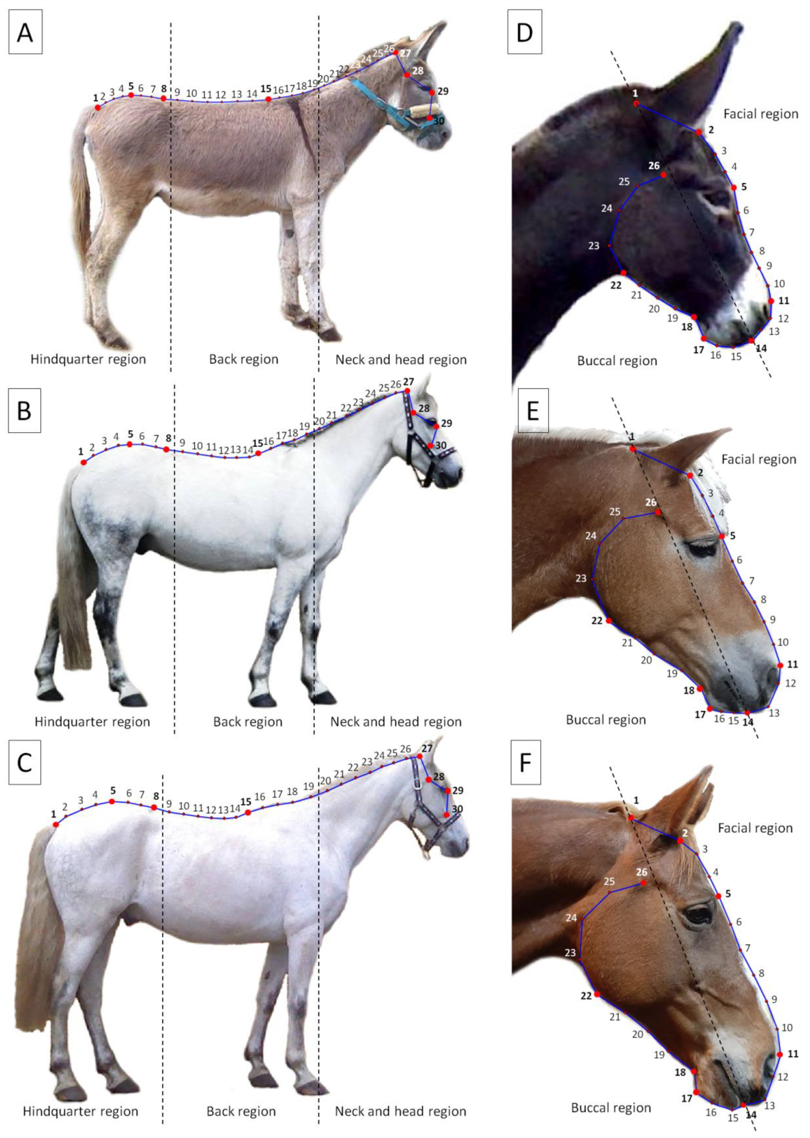 Similarities Between Donkeys And Horses