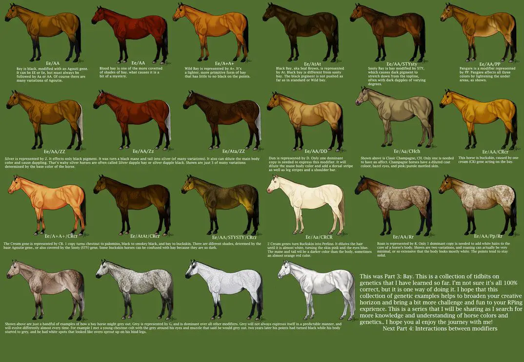 Solid Color Ideas For Bay Horses