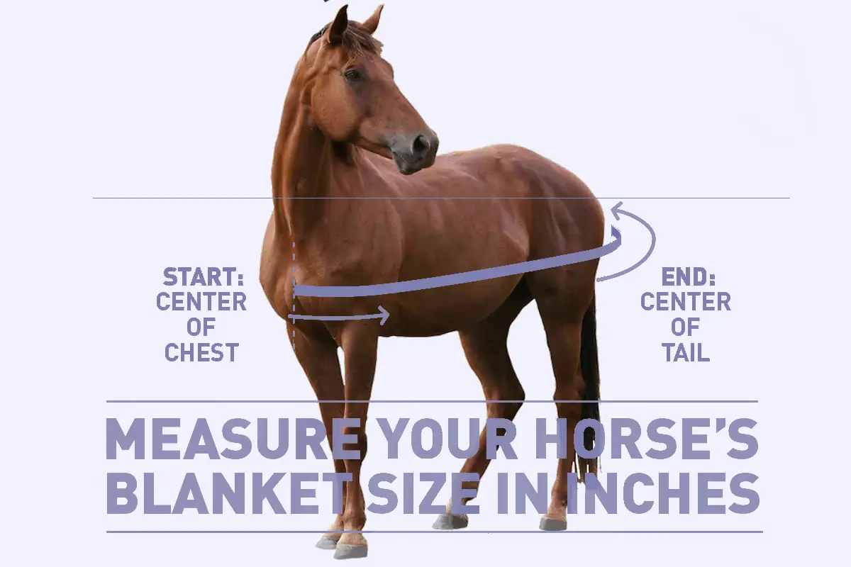 How to Measure for a Horse Blanket A Comprehensive Guide