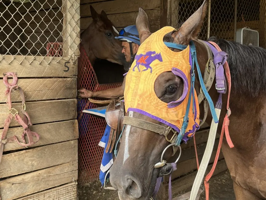 The Benefits Of Covering A Horse'S Eyes