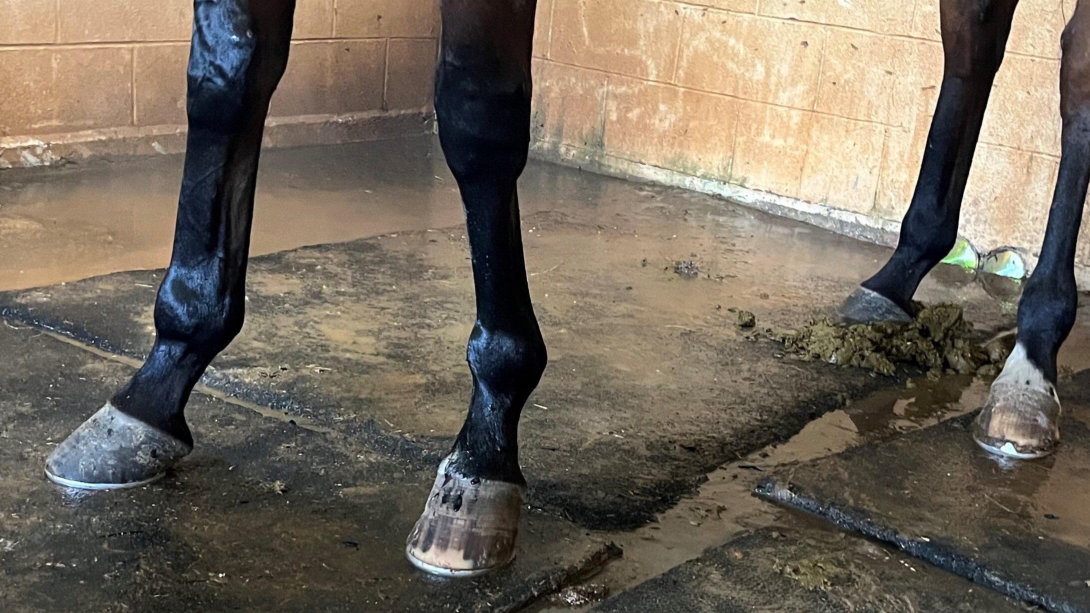 The Benefits Of Shoeing A Horse